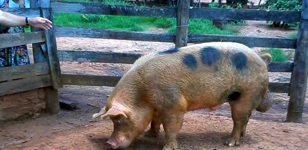 Devido ao tamanho, porco não pode cruzar com as porcas do proprietário - João Fernando P. S. Filho/Arquivo pessoal