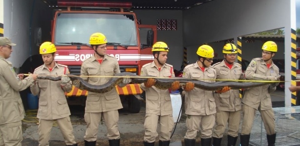 Bombeiros medem sucuri de quatro metros apreendida em represa de Catalão (GO) - Divulgação/Corpo de Bombeiros