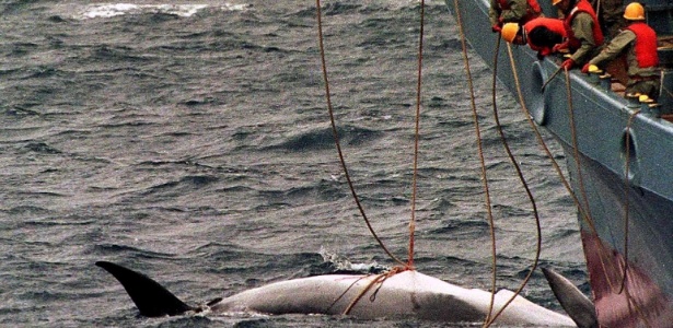 Navio japonês Yushin Maru captura baleia no oceano Antártico; manutenção da prática foi defendida pelo atual ministro da Agricultura e da Pesca do país por se tratar uma "tradição japonesa" - AFP 