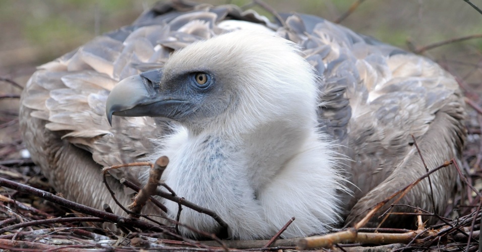 01.mar.2013 - Um abutre eurásiano em seu ninho, no zoológico de Duisburg, na Alemanha