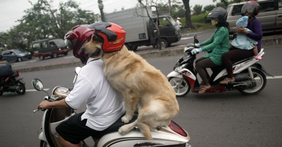 2.mar.2013 - Aposentado Handoko Njotokusumo, 57, fã de cães, leva seu golden retriever, Ace, para passear de morto em Surabaya, na ilha indonésia de Java