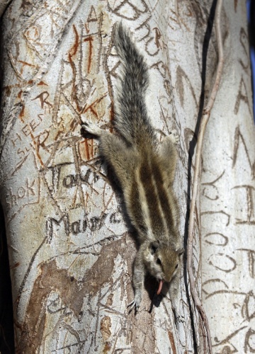 2.mar.2013 - Esquilo passeia por árvore com tronco repleto de escritos em Amritsar (Índia)
