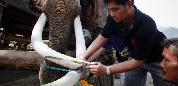 Homem apara presas de elefante na Tailândia para que o animal possa comer melhor. O ato também é uma forma de alertar o público sobre a caça ilegal e os riscos do corte de presas sem o devido cuidado. Ambientalistas afirmam que a solução para conter o contrabando de marfim é a proibição do comércio legal - 2.mar.2013 - Kerek Wongsa/Reuters