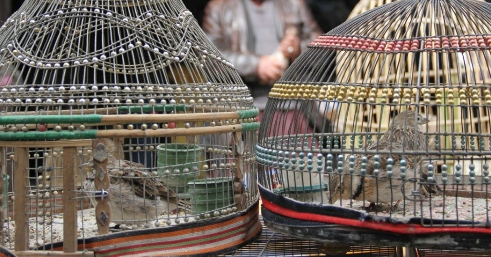 3.mar.2013 - Pássaros à venda em loja no Afeganistão