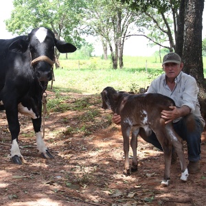 Gilberto Pappi com a vaca Princesa e o filhote, Robalto, em São José do Rio Preto (SP) - Sérgio Isso/Diário da Região