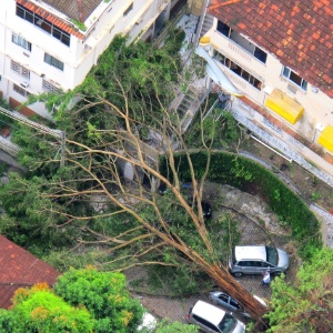 Árvore caída no bairro da Tijuca, zona norte, durante a forte chuva que atingiu a cidade - Genilson Araújo / Parceiro / Agência O Globo 
