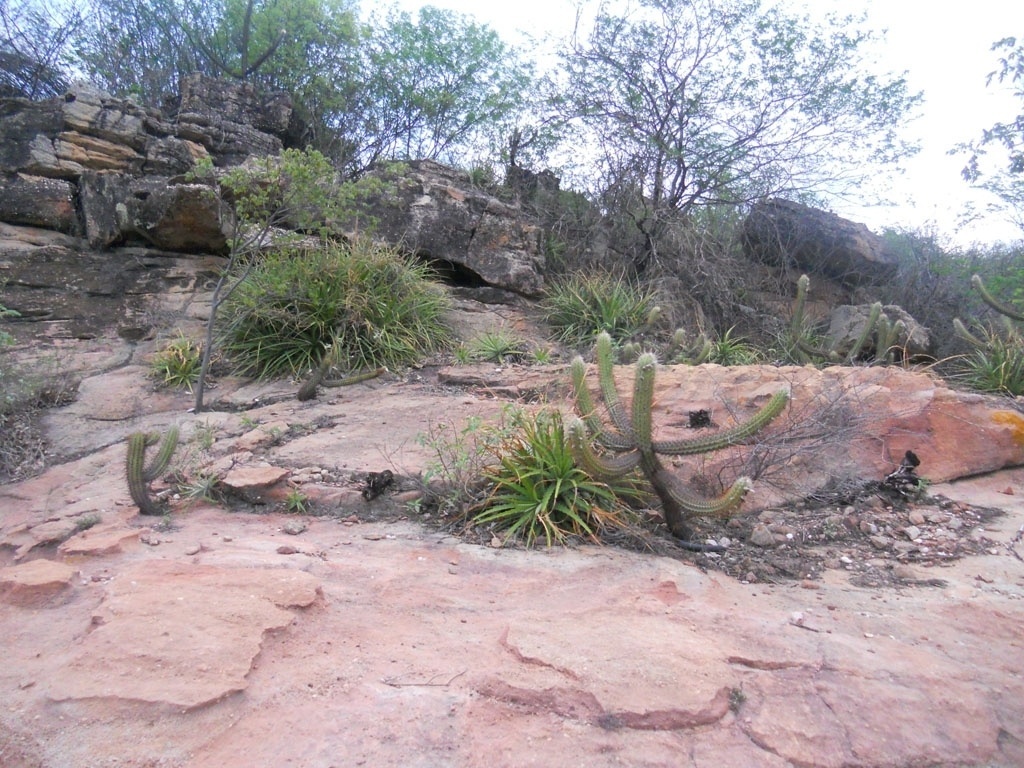 10.mar.2013 - Ambientes rochosos e de pedregulhos são o habitat do rato-rabudo em Assunção do Piauí - Aliny Gama/UOL