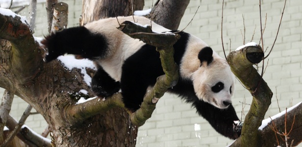 A panda Tian Tian senta nos galhos de uma árvore dentro da sua jaula no Zoológico de Edimburgo, na Escócia - David Moir/Reuters