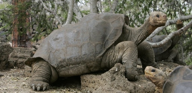 "George, o Solitário", tartaruga gigante das Ilhas Galápagos, morto em junho de 2012 - Guillermo Granja/Arquivo/Reuters