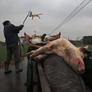Homem recolhe porcos mortos de rio na China - Vego Zhu/Efe