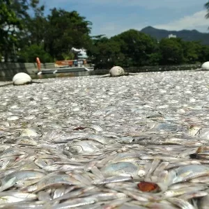 Lagoa amanhece tomada por peixes mortos em Linhares. É a Semana da Água