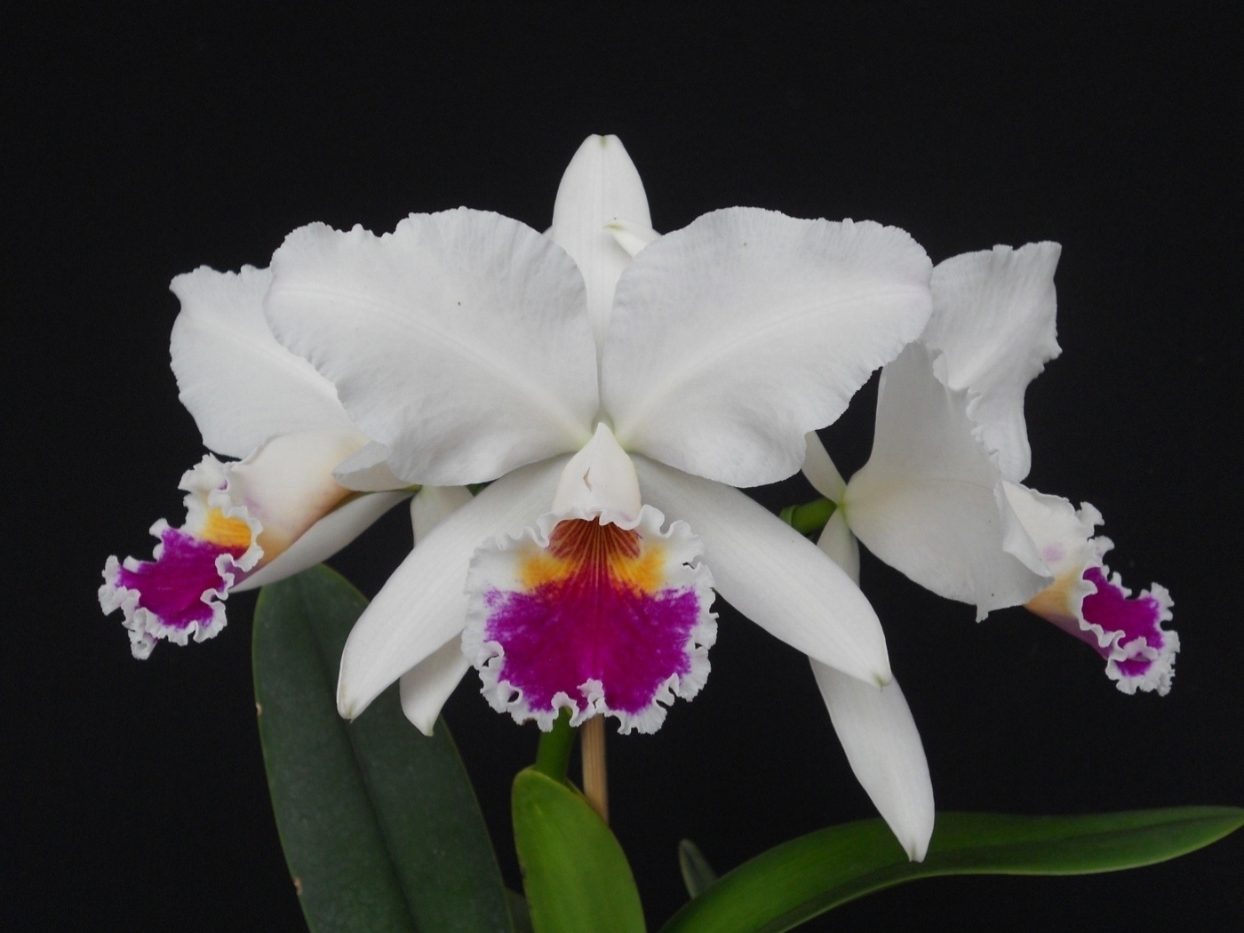 Cattleya labiata sei alba 'Kao' - Divulgação