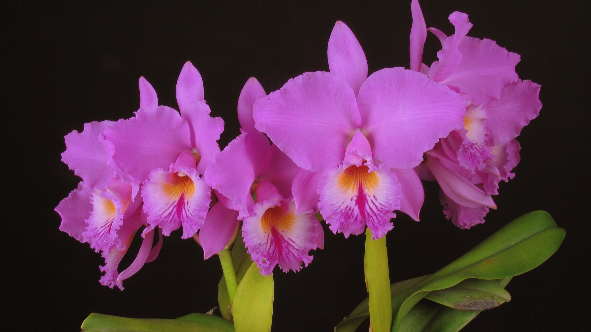 Cattleya labiata tipo ' Batatais' - Divulgação