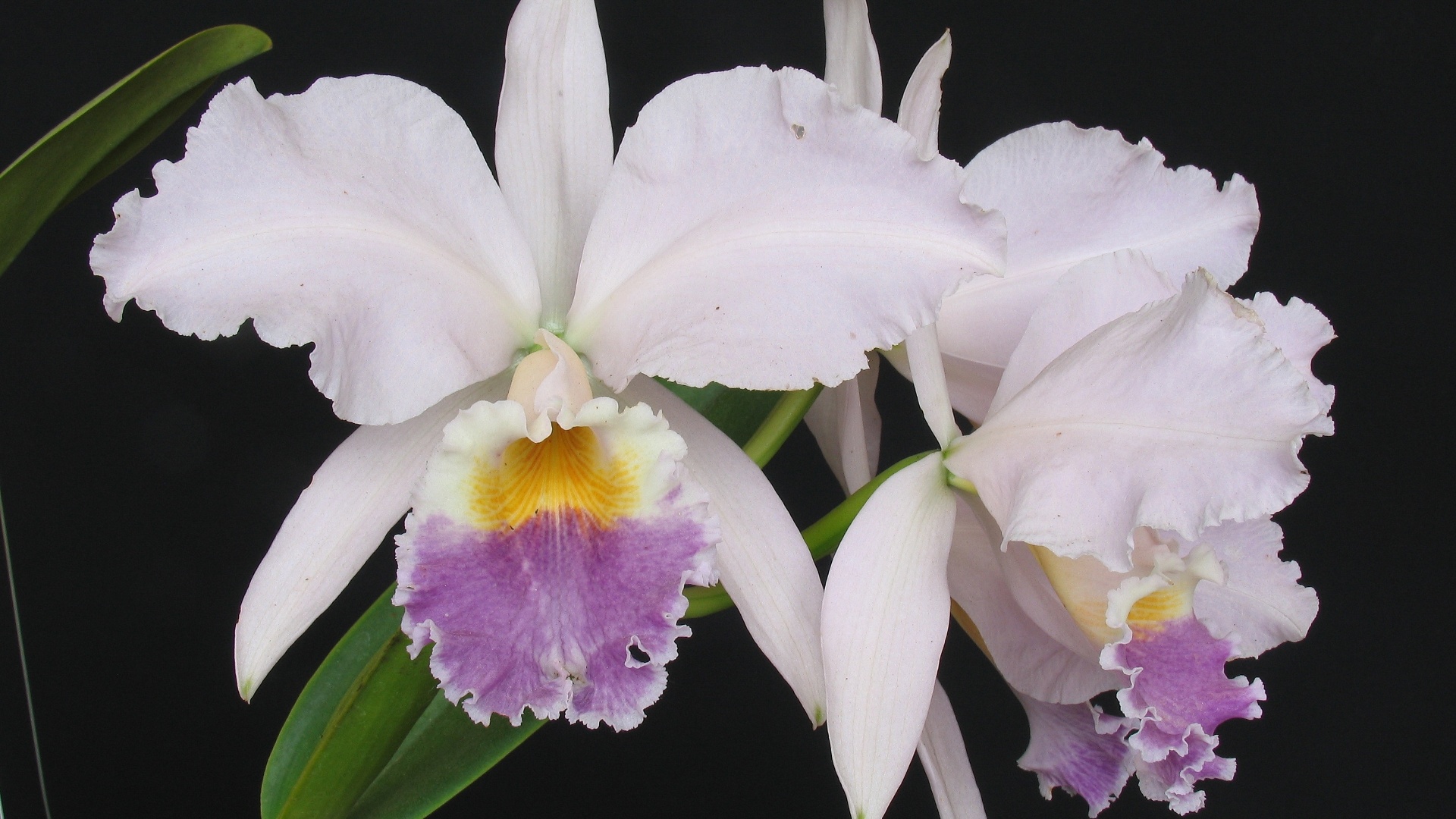 Cattleya labiata var. coerulea - Divulgação