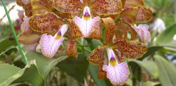Cattleya velutina, uma das espécies expostas na 88ª Exposição de Orquídeas da Liberdade, em SP - Divulgação