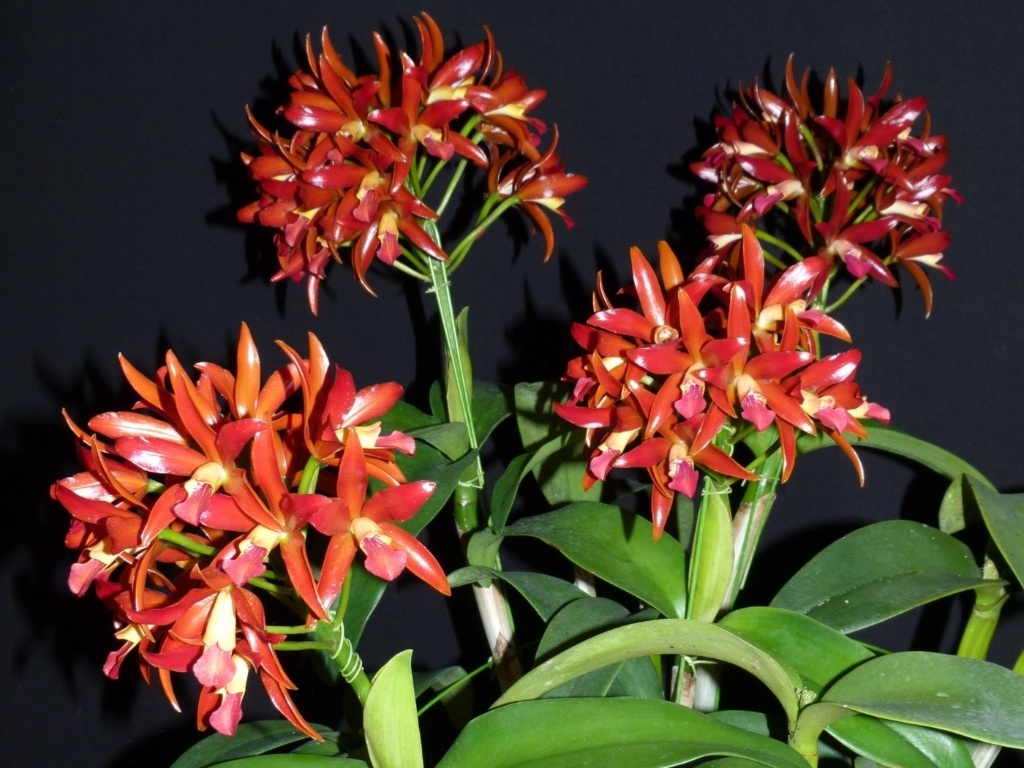 Chocolate Drop - Divulgação