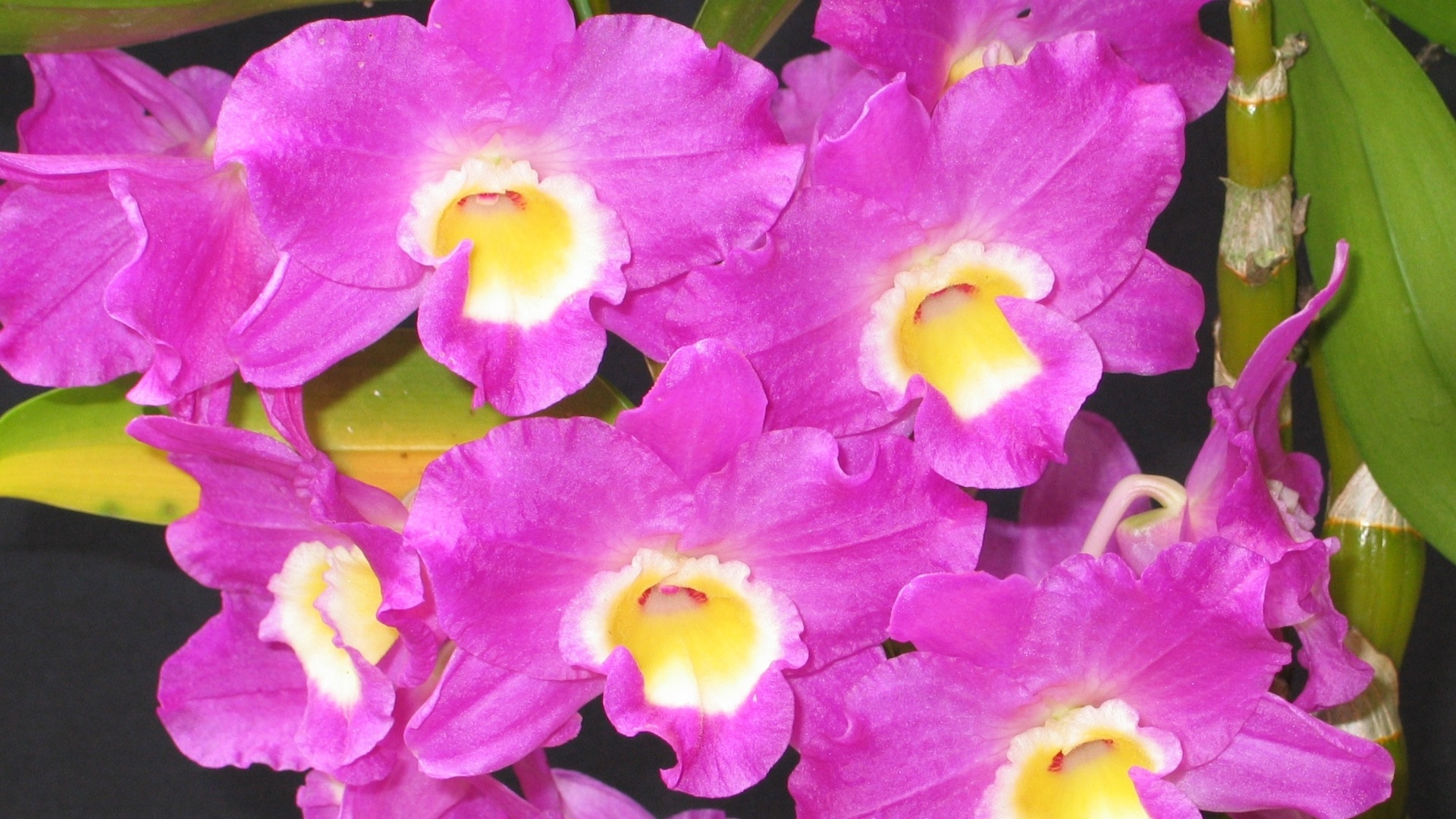 Dendrobium New Star HIBRIDOS - Divulgação