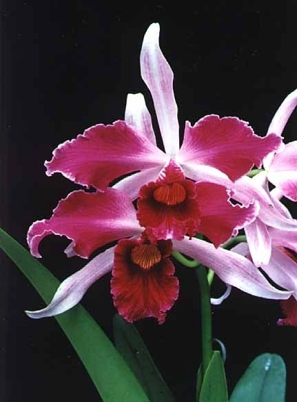 Laelia purpurata - Divulgação