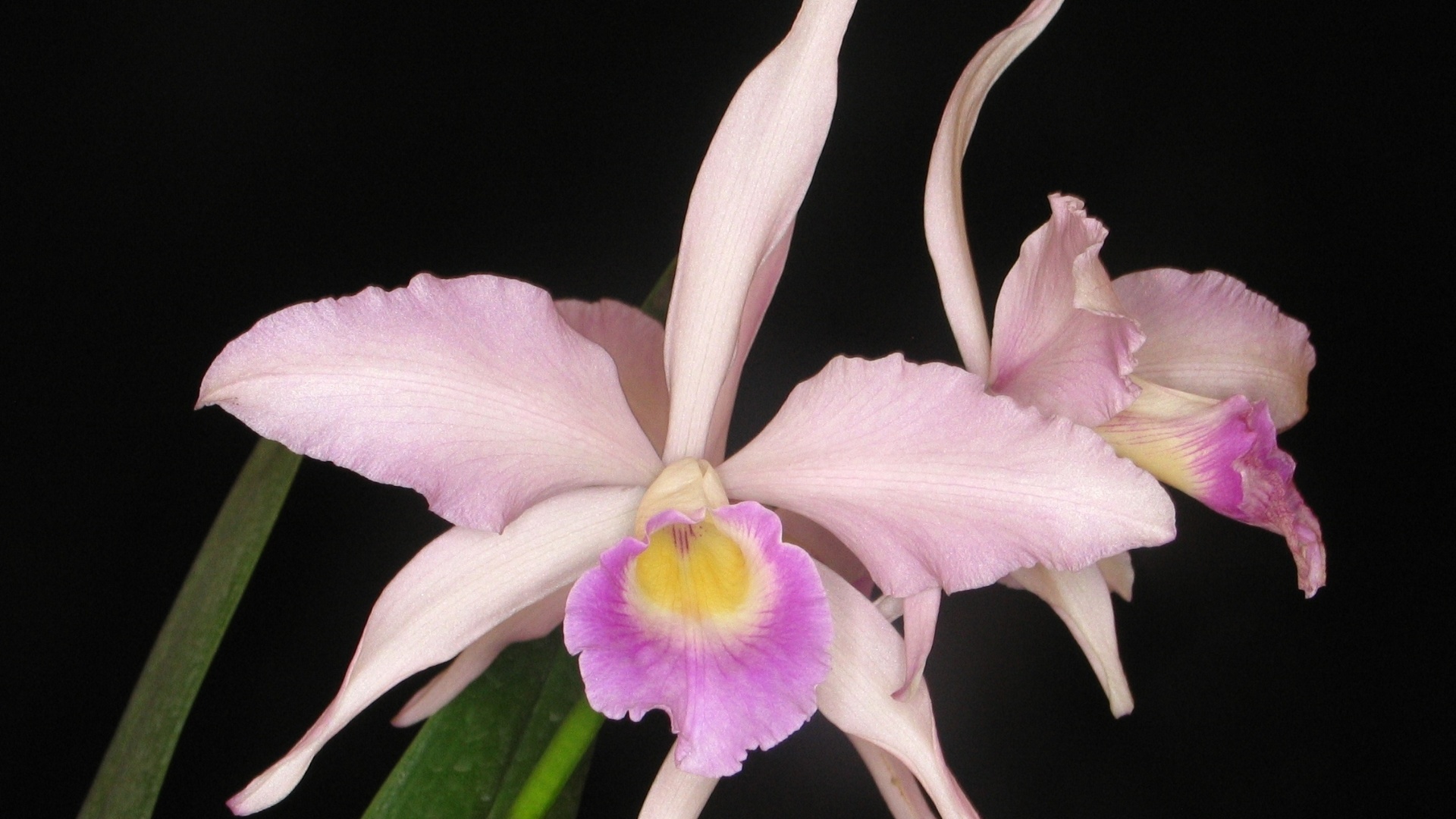 Laelia purpurata var. mandaiana - Divulgação