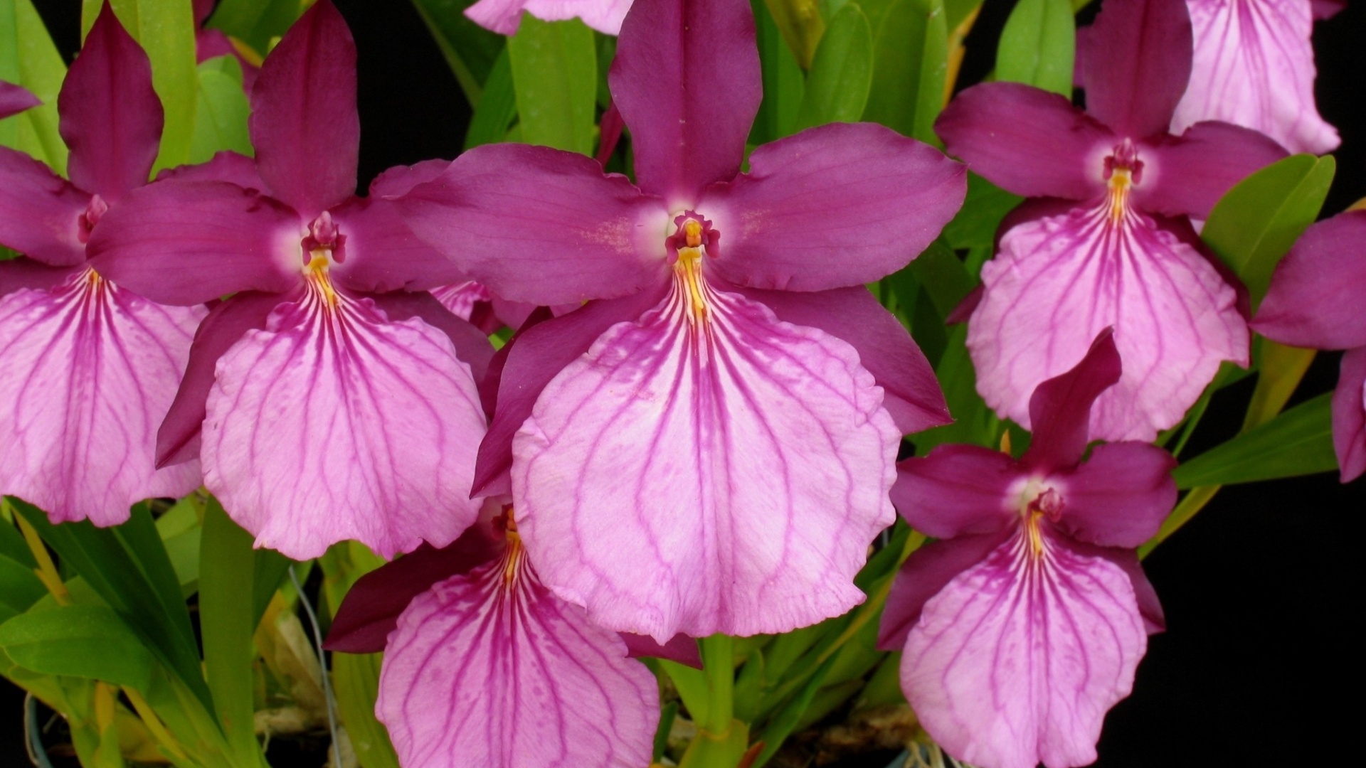 Miltonia moreliana - Divulgação