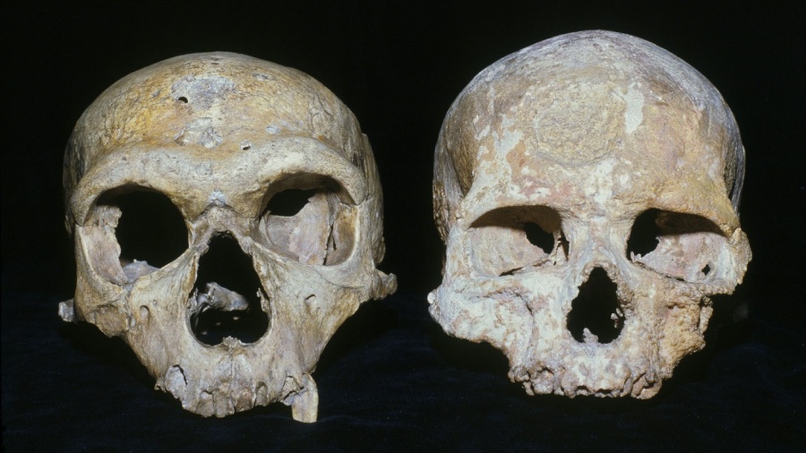 Crânio do Neandertal (esq.) apresenta olhos maiores do que os do crânio de um humano moderno (dir.) - Natural History Museum