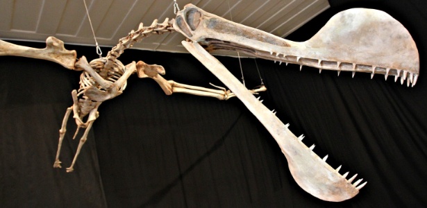 Paleontólogos encontram maior fóssil de pterodáctilo do período