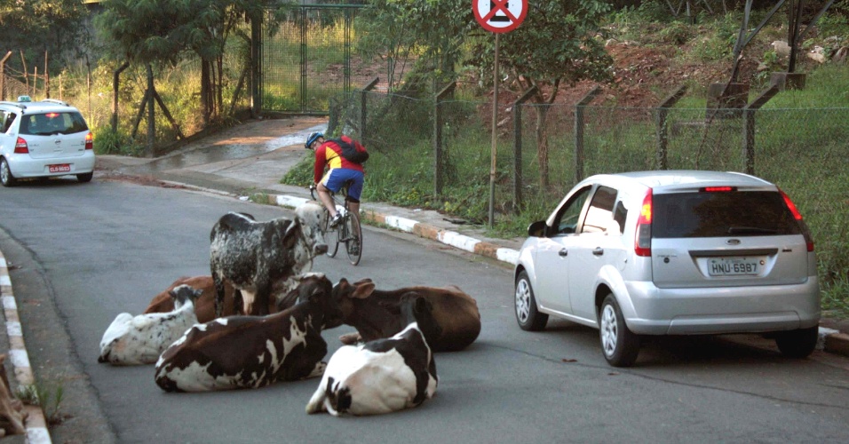 22.mar.2013 - Animais atrapalham o trânsito no acesso à avenida Guido Caloi, na zona sul de São Paulo, no sentido da ponte Transamérica, na altura do Centro Empresarial de São Paulo