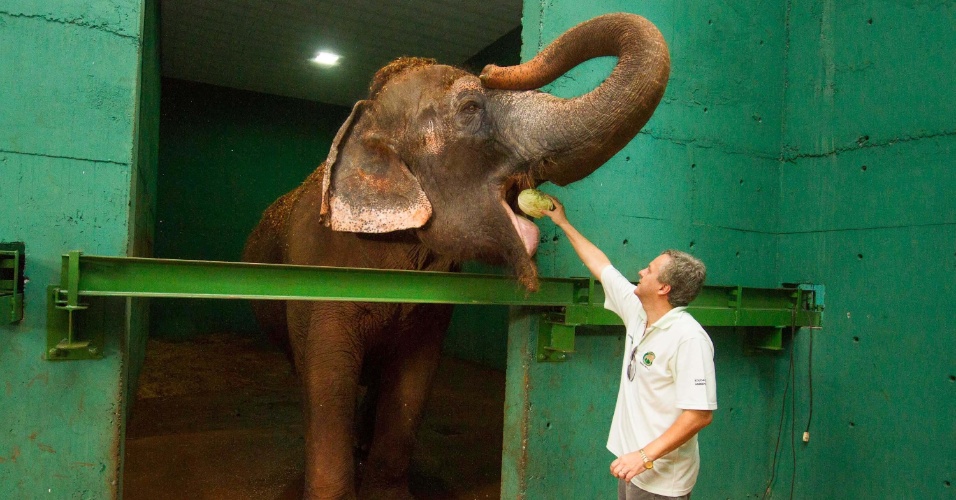 22.mar.2013 - Homem alimenta a elefanta Maison, no parque Fábio Barreto, em Ribeirão Preto (SP). O parque será aberto ao público neste sábado (23)