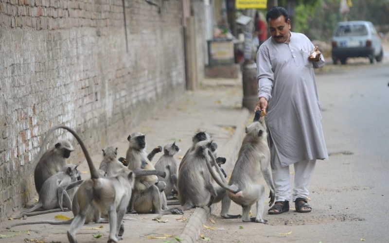 22.mar.2013 - Homem alimenta macacos em Ahmedabad, na Índia. Os animais são vistos como sagrados no país, e costumam ser bem alimentados