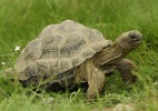 As tartarugas trocam de casco? - Reprodução/Mail Online