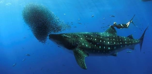 Equipe do mergulhador rastreou o tubarão-baleia seguindo pesqueiros de atum no oceano Atlântico - Nuno Sá/Barcroft