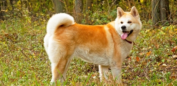 Os cães da raça akita estão na lista de animais perigosos - Thinkstock/Getty Images