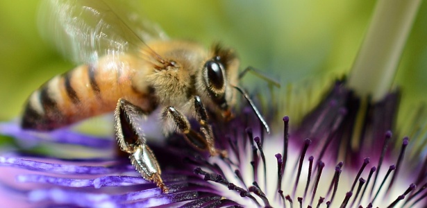 Circuitos de aprendizagem dos cérebros das abelhas param de funcionar quando elas são expostas a pesticidas encontrados em flores, afetando a memória dos insetos - Joe Klamar/AFP 