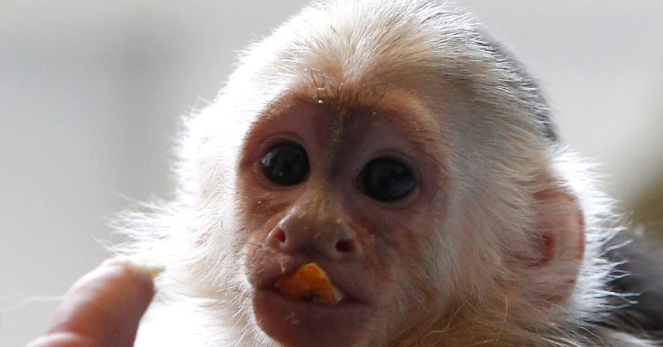 02.abr.2013 - Mally, o macaco de estimação de cantor canadense Justin Bieber, em um lar para animais em Munique