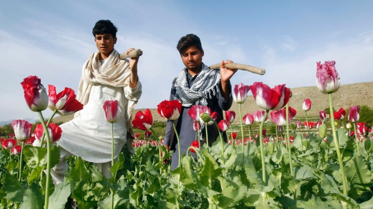 Campos de papoula em Jalalabad, no leste do Afeganistão