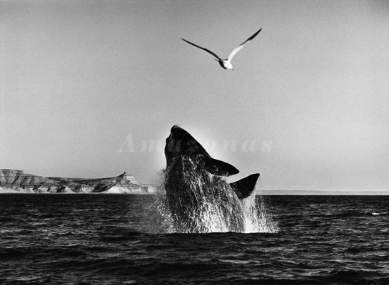 08.abr.2013 - Na Patagônia argentina, baleia é clicada no exato momento em que realiza um salto para fora d'água quando passa uma gaivota - Amazonas Images/Divulgação/Sebastião Salgado