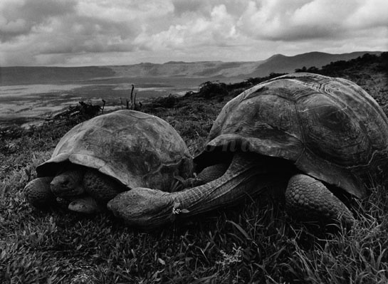 08.abr.2013 - Nas ilhas Galápagos, fotógrafo Sebastião Salgado registra duas tartarugas gigantes para o livro "Gênesis" - Amazonas Images/Divulgação/Sebastião Salgado