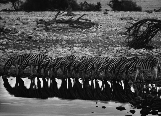 08.abr.2013 - Zebras tomam água simultaneamente na Namíbia e são fotografadas por Sebastião Salgado - Amazonas Images/Divulgação/Sebastião Salgado