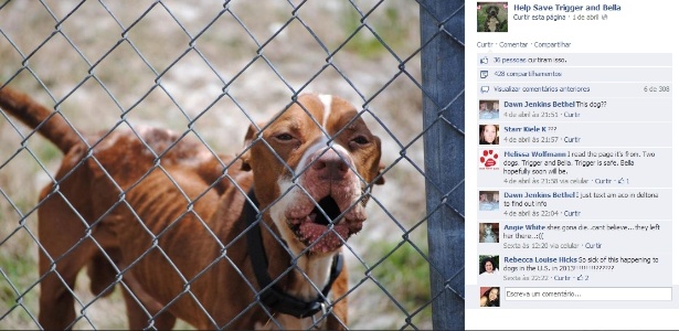 Brenda Gombola, moradora de Deltona, criou a página ""Help Save Trigger And Bella"" no Facebook, que alcançou milhares de curtidas e chamou a atenção de uma ONG de proteção aos animais - Reprodução