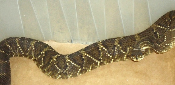 A cobra foi levada para o Cevap (Centro de Estudos de Venenos e Animais Peçonhentos) da Unesp - Divulgação/Guarda Civil Municipal de Botucatu