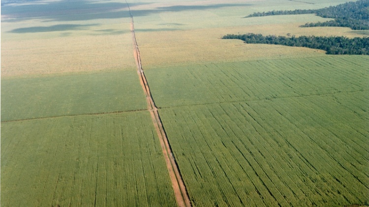 Cana de açúcar que era cultivada em área pertencente João Lyra, em União dos Palmares (AL)