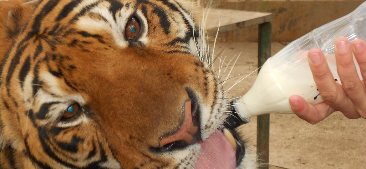 Tirar fotos dentro da jaula dos tigres era uma das atrações do zoo, perto de Buenos Aires: a dopagem dos animais para isso foi uma da práticas denunciadas  - Maria Martha Bruno/UOL