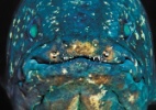 Que tipo de peixe é o celacanto? - Laurent Ballesta/Andromede Oceanologie