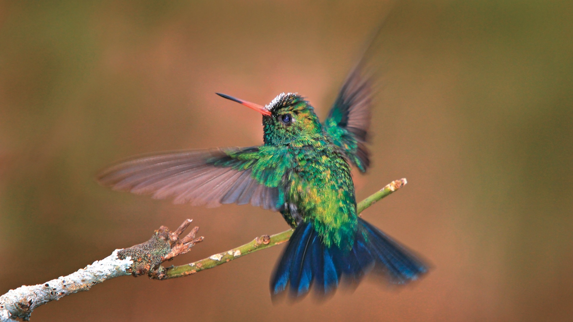 Fotos: Fotógrafo registra imagens de aves brasileiras em pleno voo - 24 ...