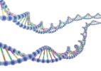DNA e RNA são ácidos nucleicos. O que você sabe sobre esse tema? - Benjamin Albiach Galan/Shutterstock 