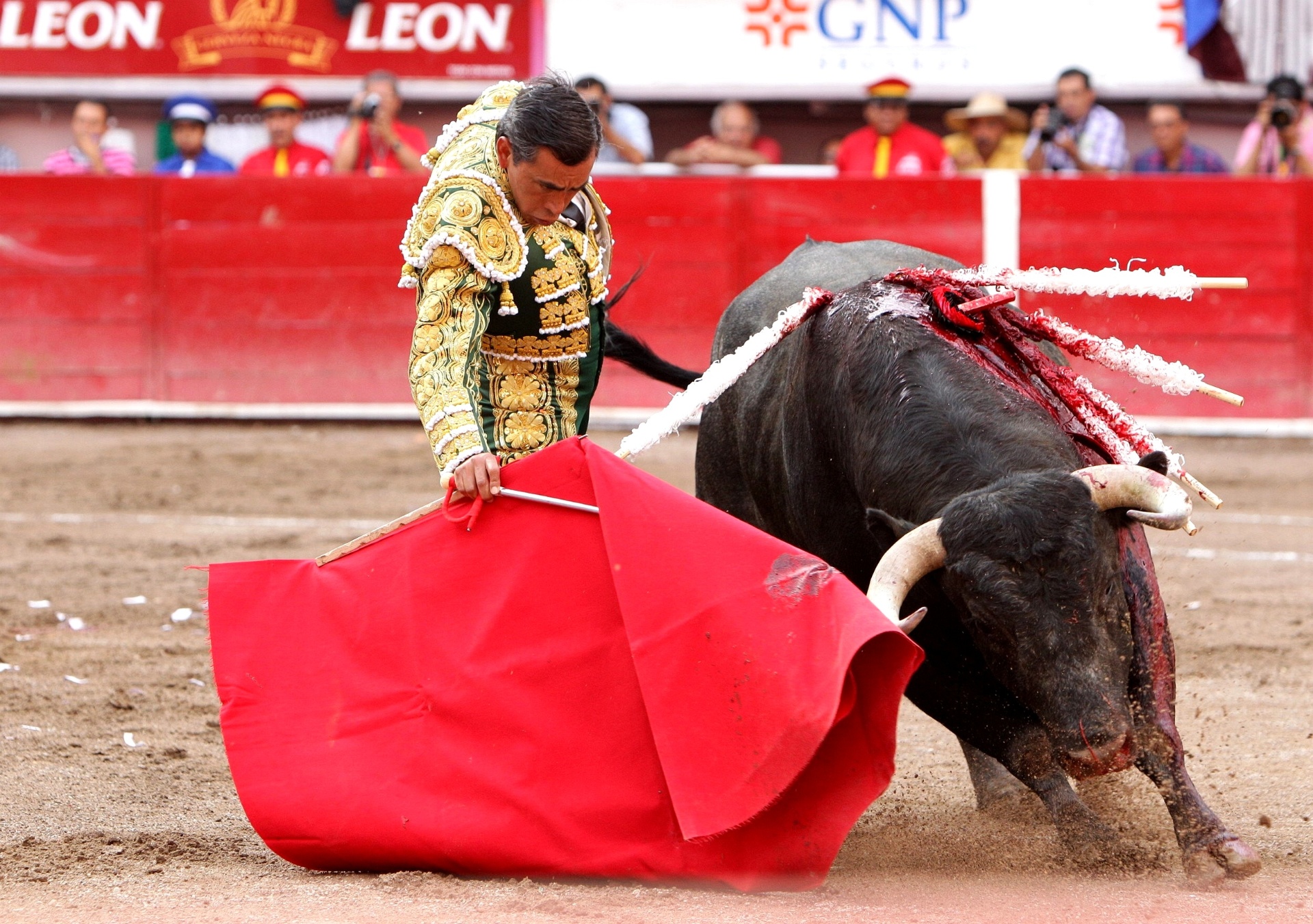 O que acontece com os touros que morrem nas touradas da Espanha? - Mega  Curioso