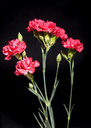 Thinkstock