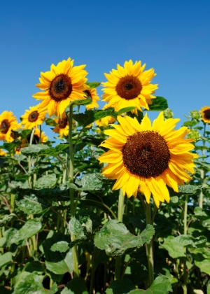 Thinkstock