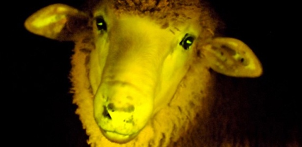 Cientistas do Uruguai desenvolveram nove ovelhas geneticamente modificada que brilham em luz UV - Instituto de Reproducción Animal Uruguay