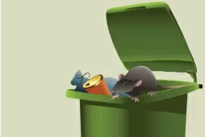 Rato de telhado: quais os perigos e como evitar infestações?